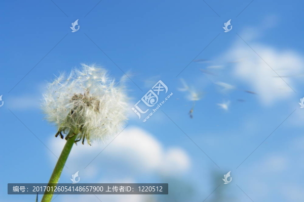 絮影