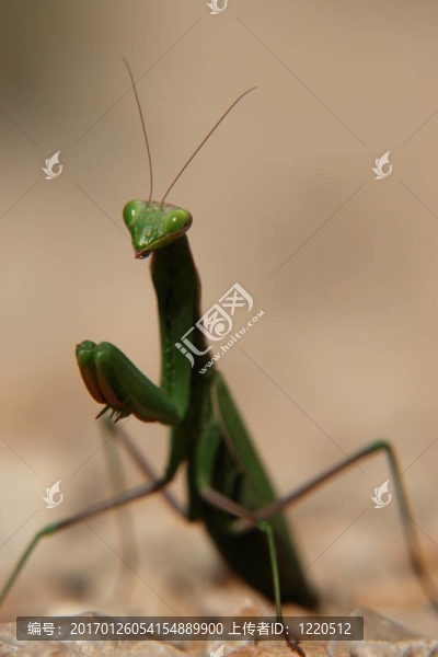 螳螂