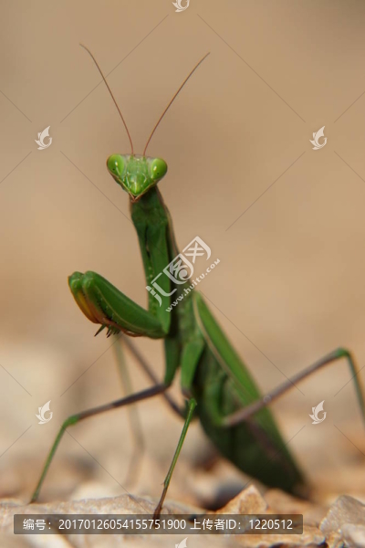 螳螂