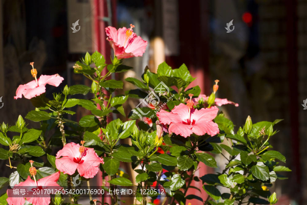 店面的芙蓉