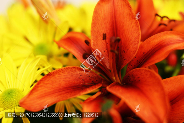 虎百合和雛菊