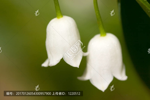 山谷的莉莉
