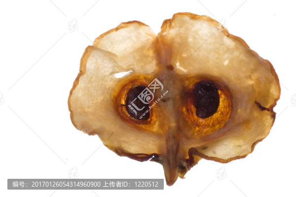 干羅望子薄片分離