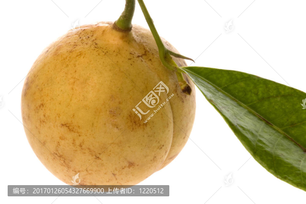 新鮮肉豆蔻分離