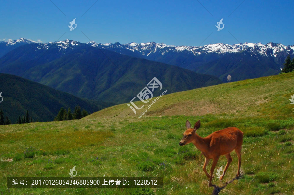 山中鹿
