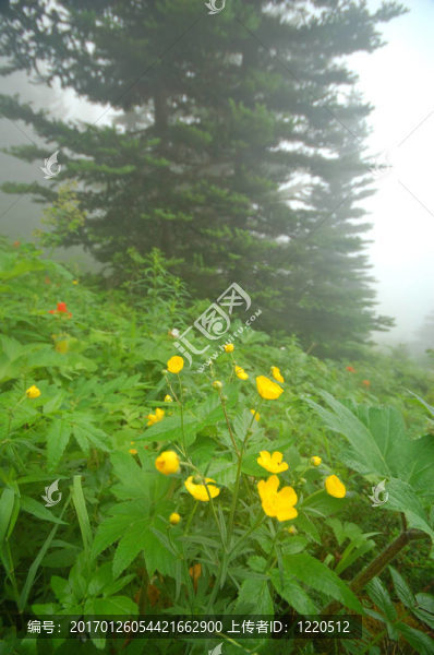 山地草甸-匯圖網(wǎng) www.fosd68.com 山地草甸