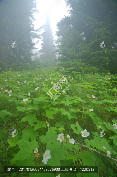 森林深處