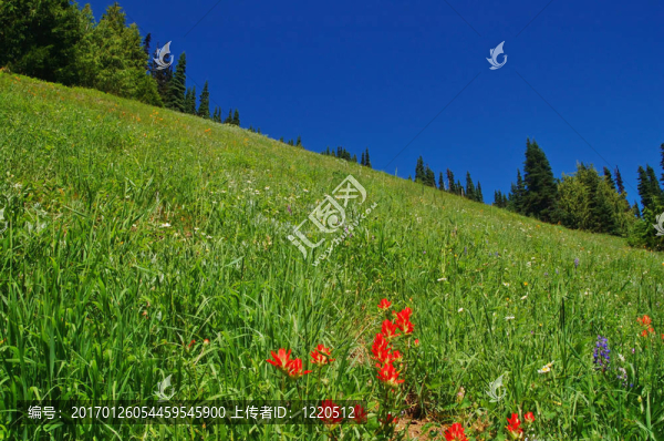 山地景觀