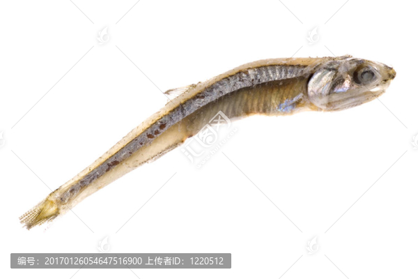 鳳尾魚干
