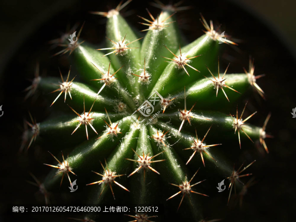 肉質(zhì)植物觀賞仙人掌胖了