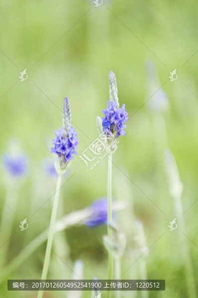 薰衣草