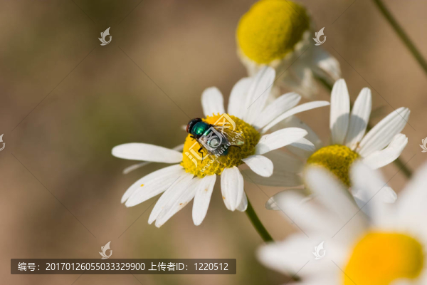 飛上甘菊