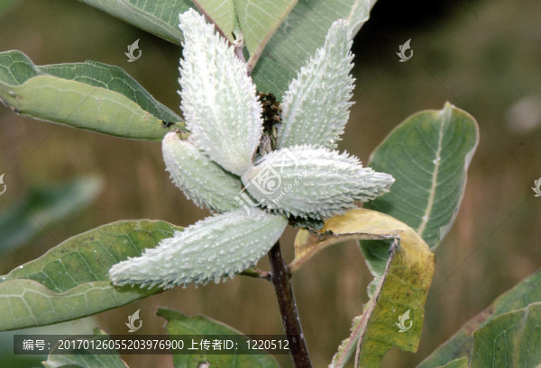常見(jiàn)的乳草屬植物的h-1441