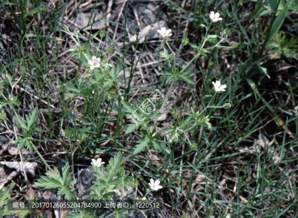 麝香錦葵h-3439-匯圖網(wǎng) www.fosd68.com 麝香錦葵h-3439