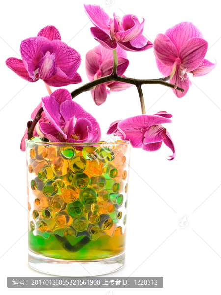 粉紅色的蘭花