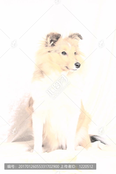 喜樂蒂牧羊犬坐