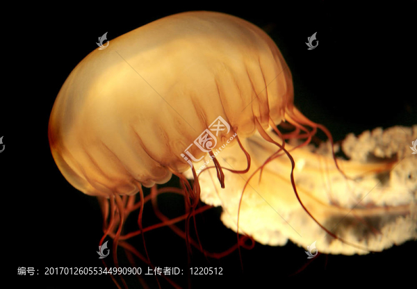 巨大的橙色水母