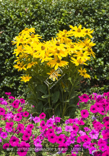 黃色和紫色的花