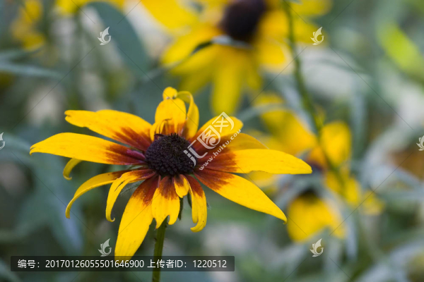 黃色和紅色的花