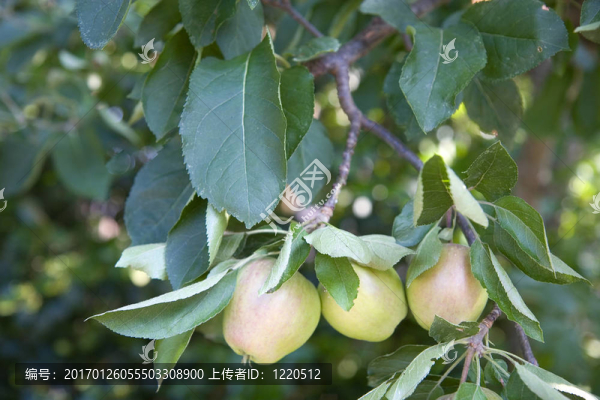 年輕的蘋果