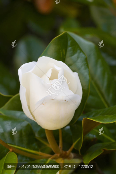 年輕的木蘭花