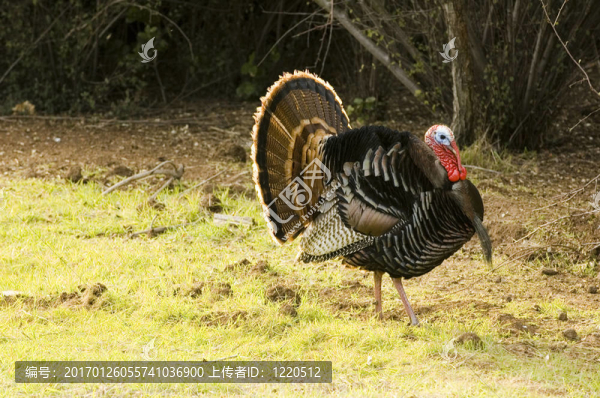 火雞湯姆昂首闊步