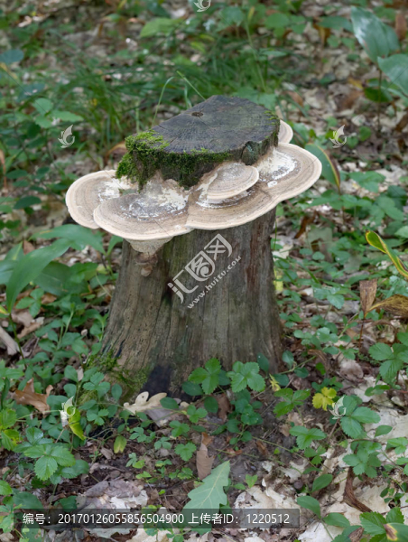 蘑菇覆蓋的短株