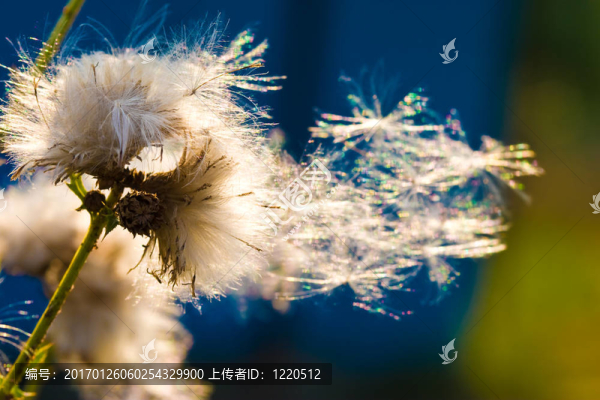 太陽上的蒲公英