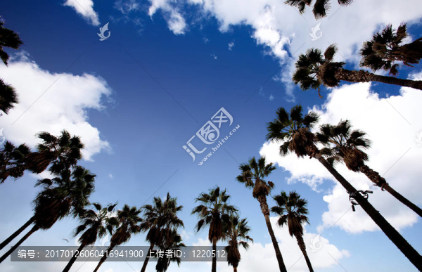 棕櫚樹的背景