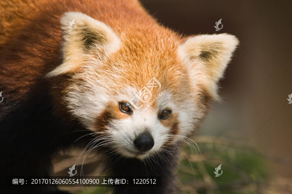 紅色熊貓或?yàn)g覽器