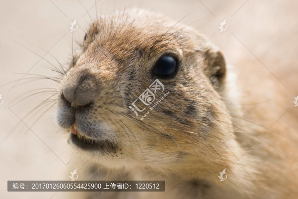 草原狗的肖像