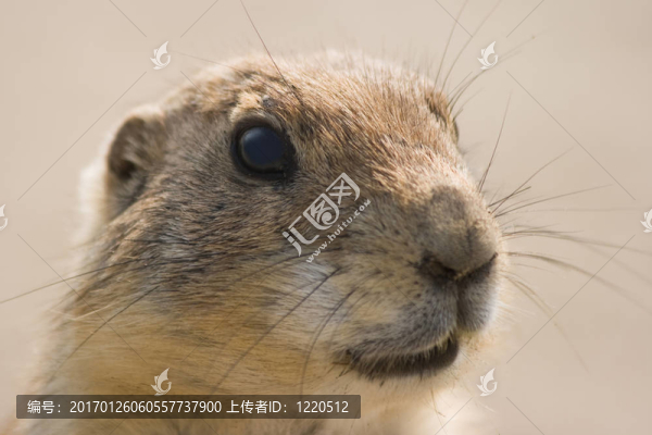 草原狗的肖像