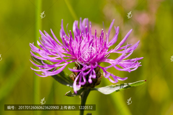淺紫色的花