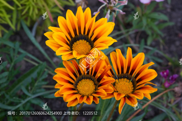 勛章菊-匯圖網(wǎng) www.fosd68.com 勛章菊