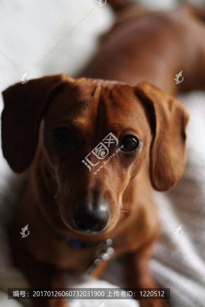 臘腸犬的姿勢(shì)