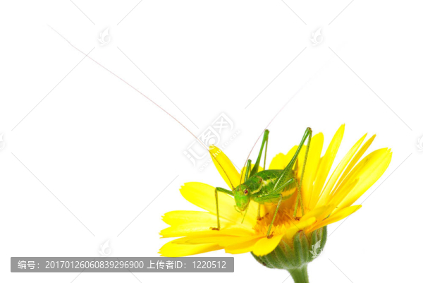 蚱蜢