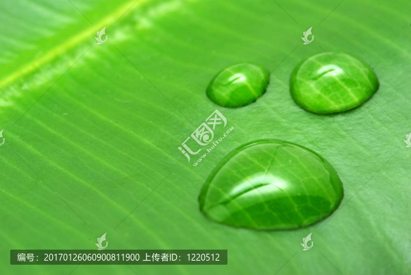 滴在植物