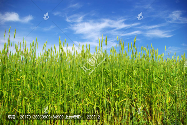 夏玉米