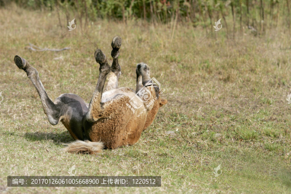 小馬駒特寫