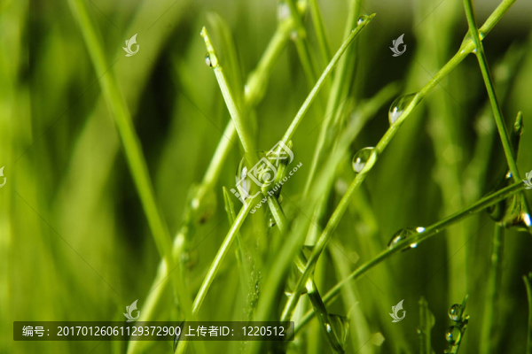 露水