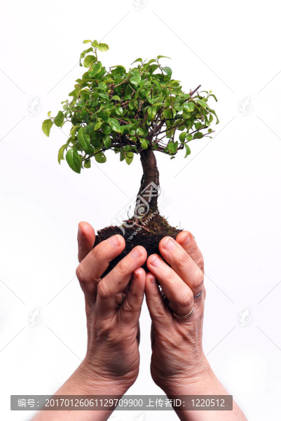 雙手捧著一棵盆景樹