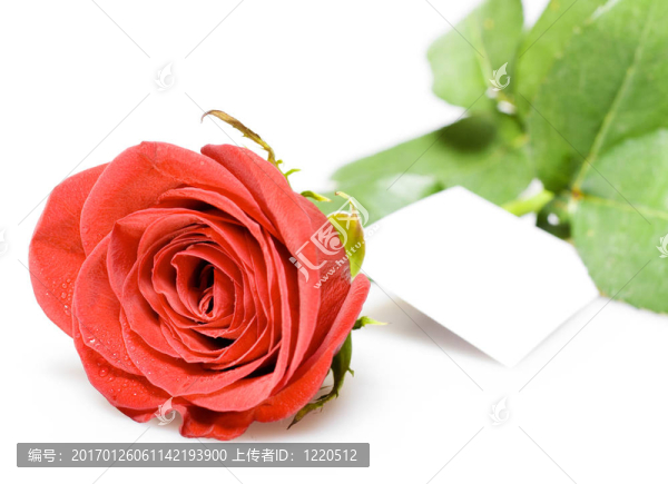 玫瑰-匯圖網(wǎng) www.fosd68.com 玫瑰