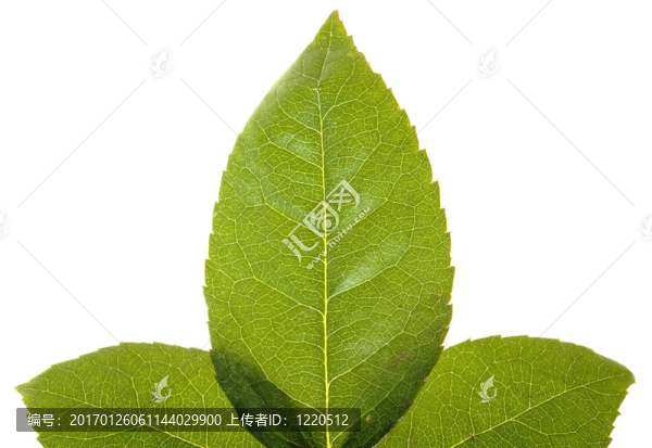 葉