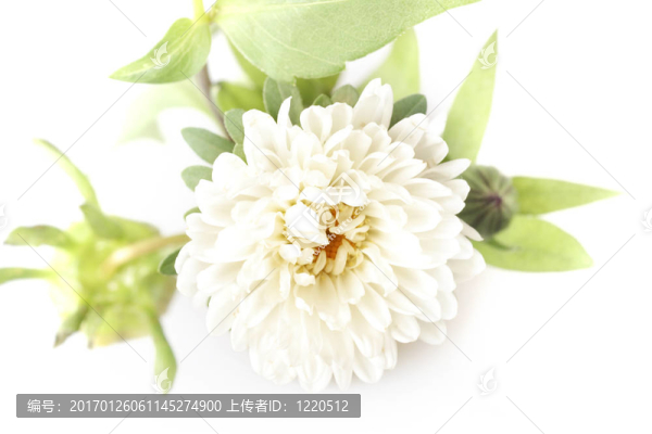 美麗的花