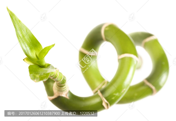 植物中分離-匯圖網(wǎng) www.fosd68.com 植物中分離