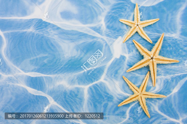 海星的邊界
