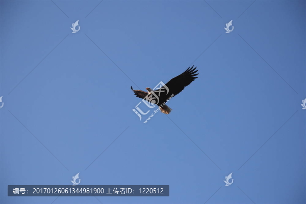 禿頭鷹
