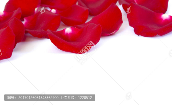 紅色的花瓣
