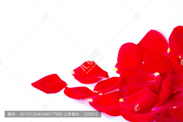 玫瑰花瓣