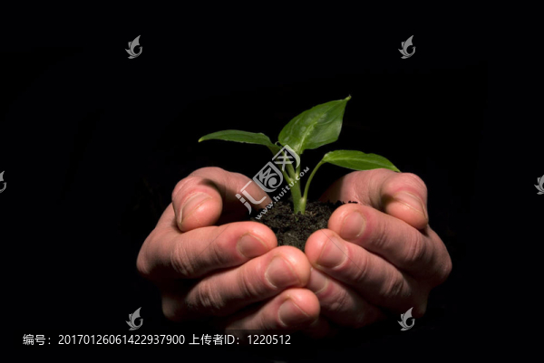 植物之間的手